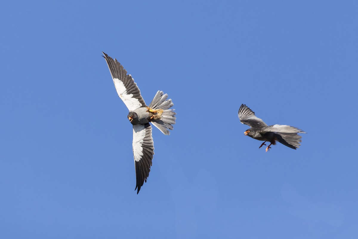 Amur Falcon - Stefan Hirsch