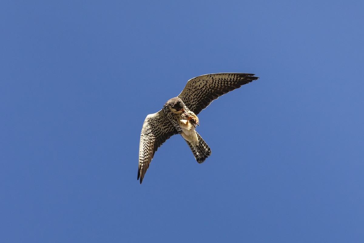 Amur Falcon - ML602727491