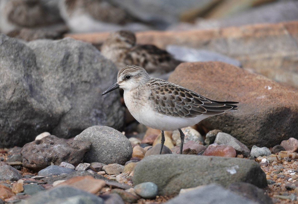 Semipalmated Sandpiper - Sarah Foote