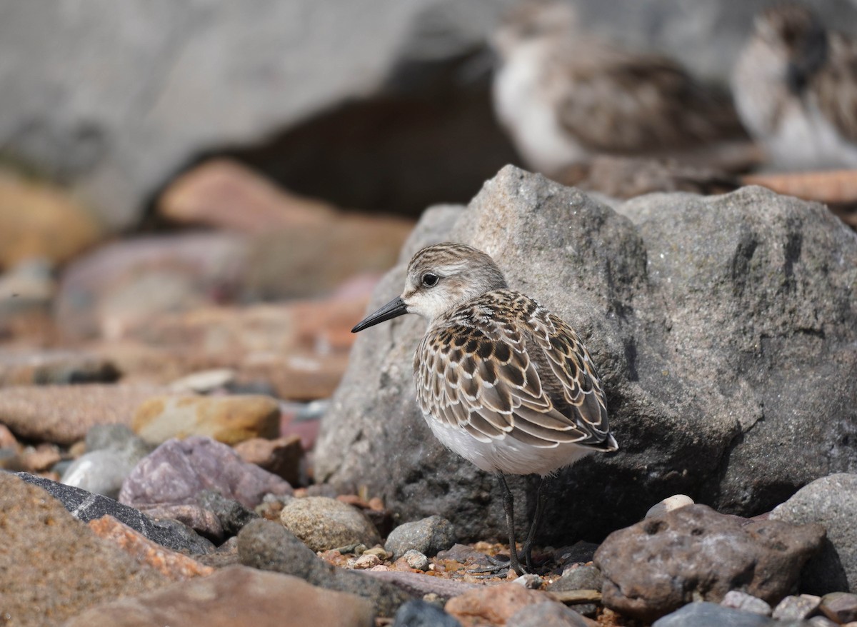 Semipalmated Sandpiper - Sarah Foote