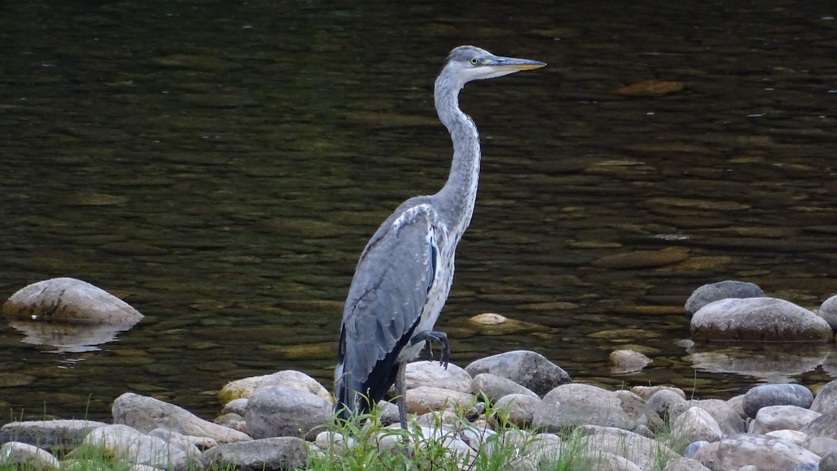 Gray Heron - ML602727931