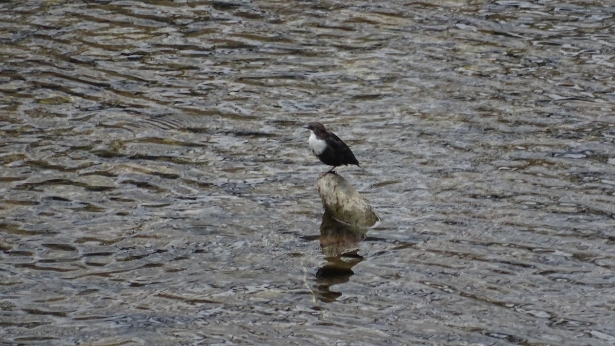 White-throated Dipper - ML602728371