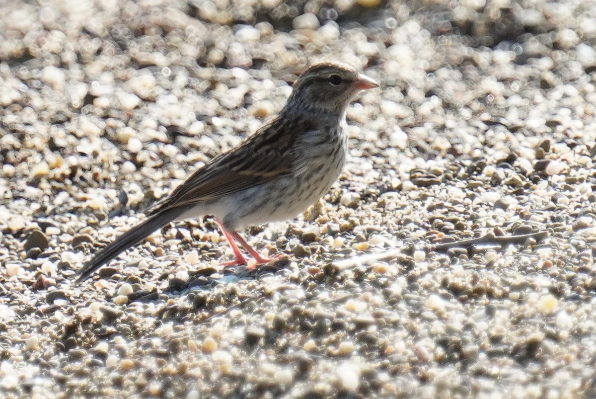 Chipping Sparrow - ML602728551