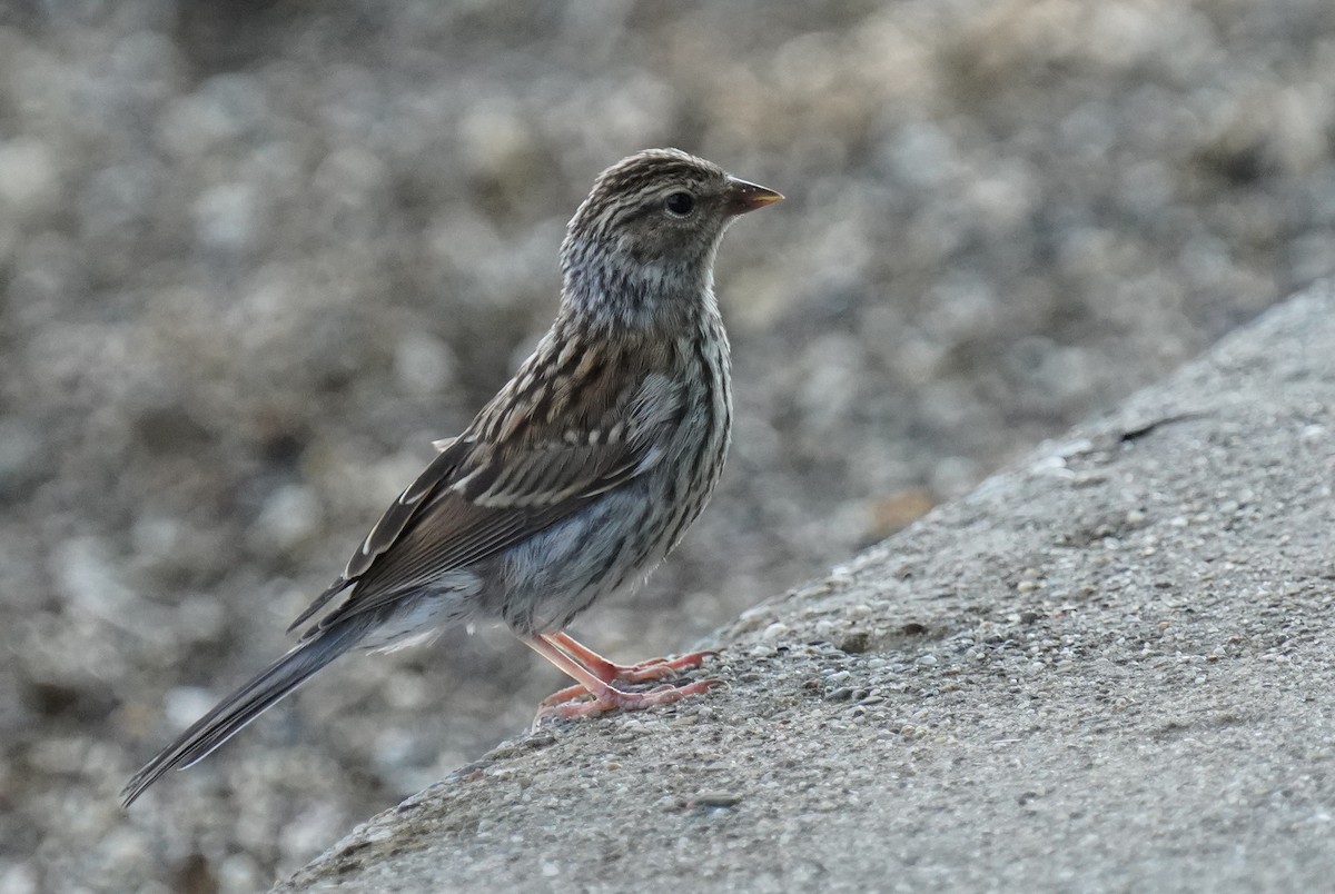 Chipping Sparrow - ML602728631