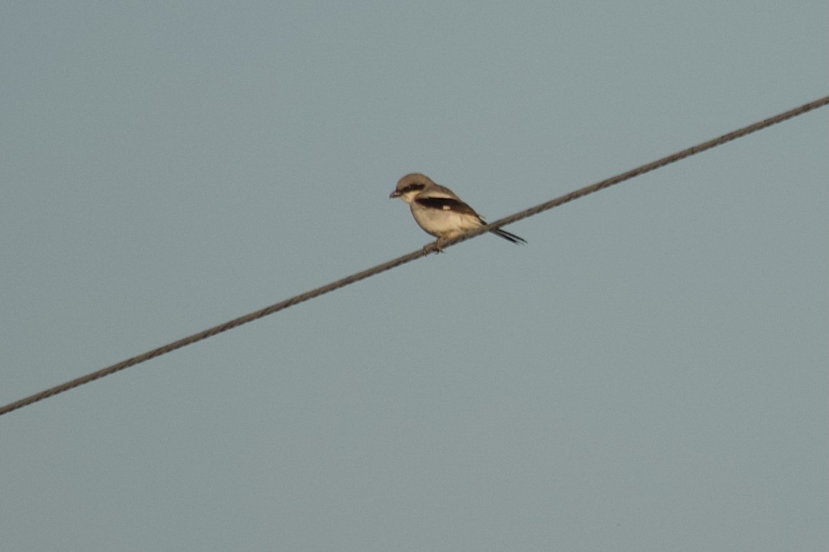 Loggerhead Shrike - ML602728991