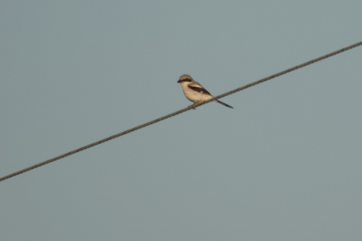 Loggerhead Shrike - ML602729001