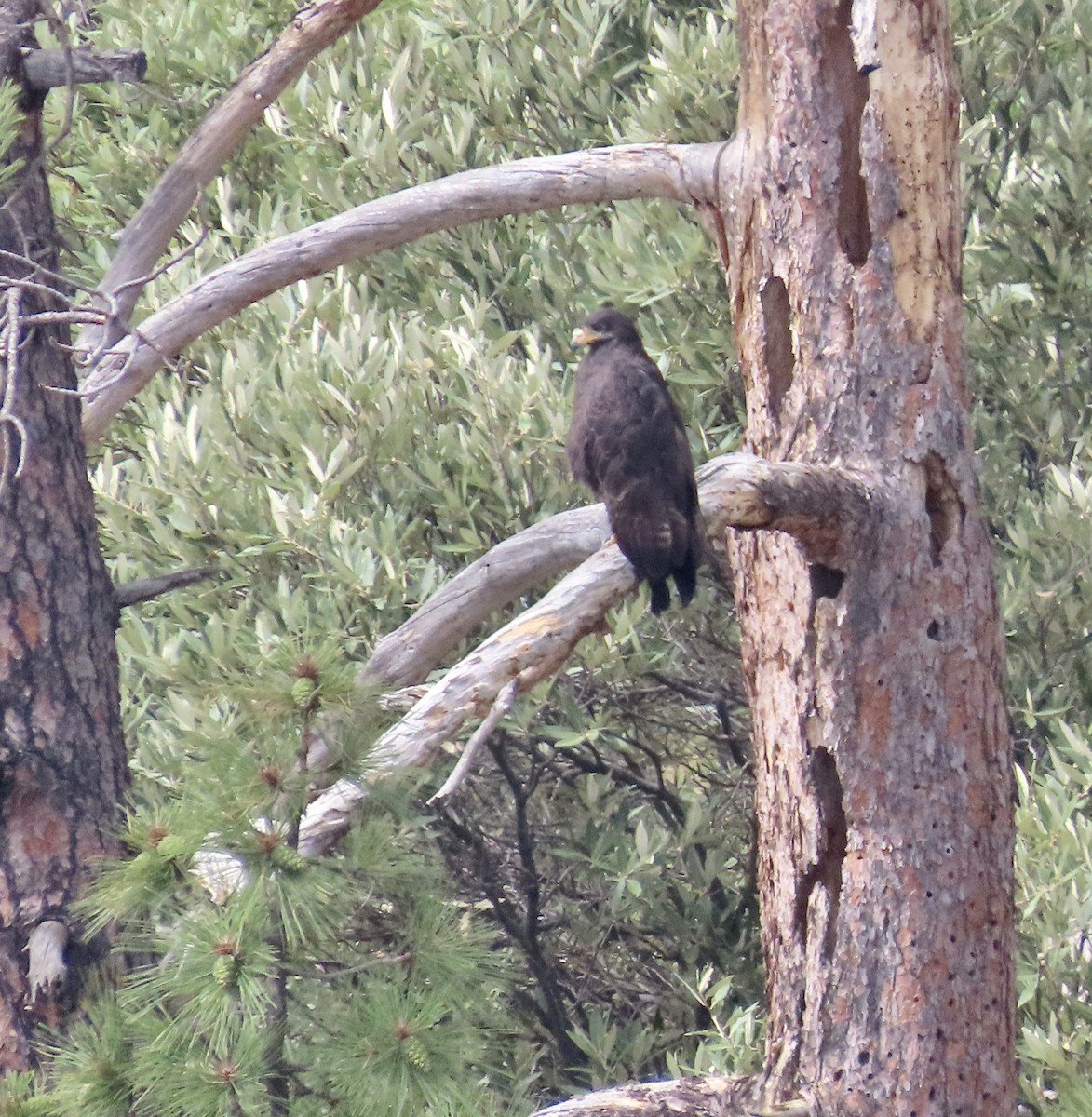 Common Black Hawk - ML602729241