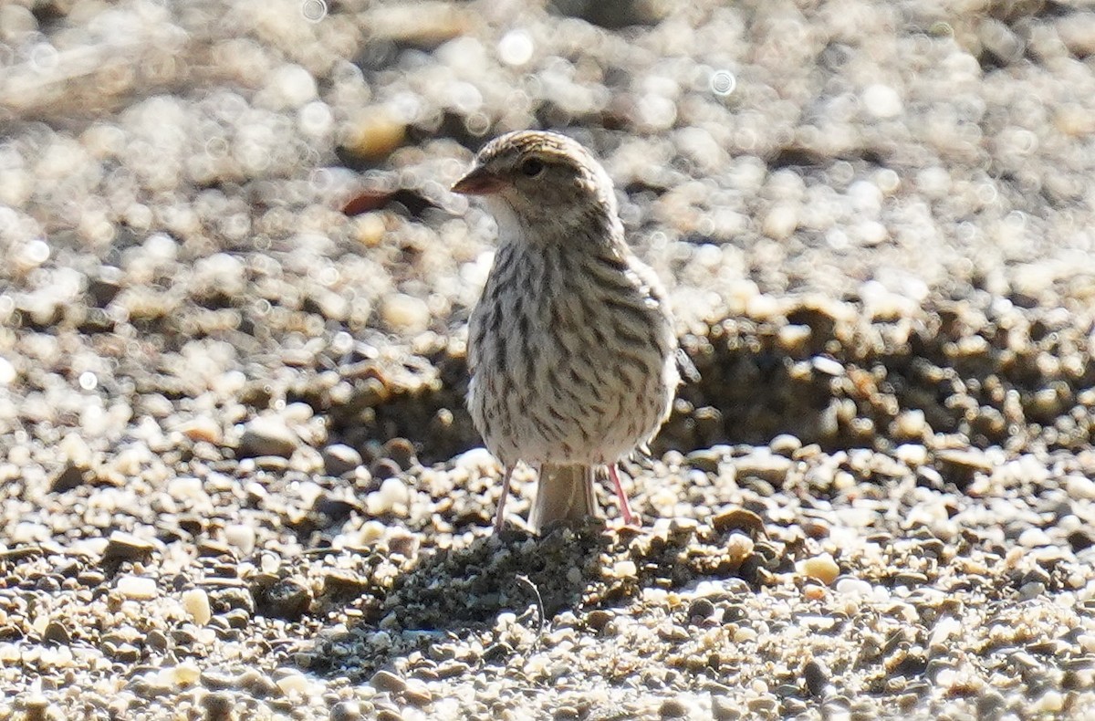 Chipping Sparrow - ML602729601