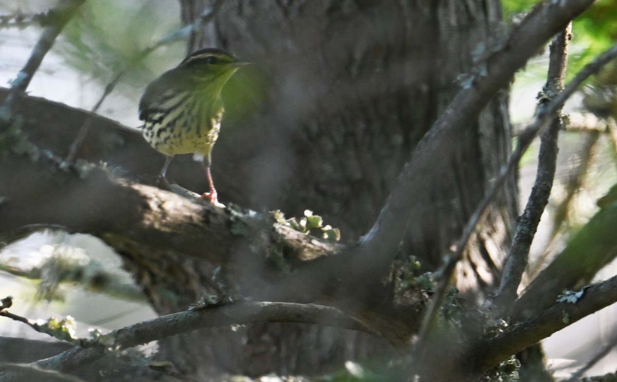 Northern Waterthrush - ML602730171