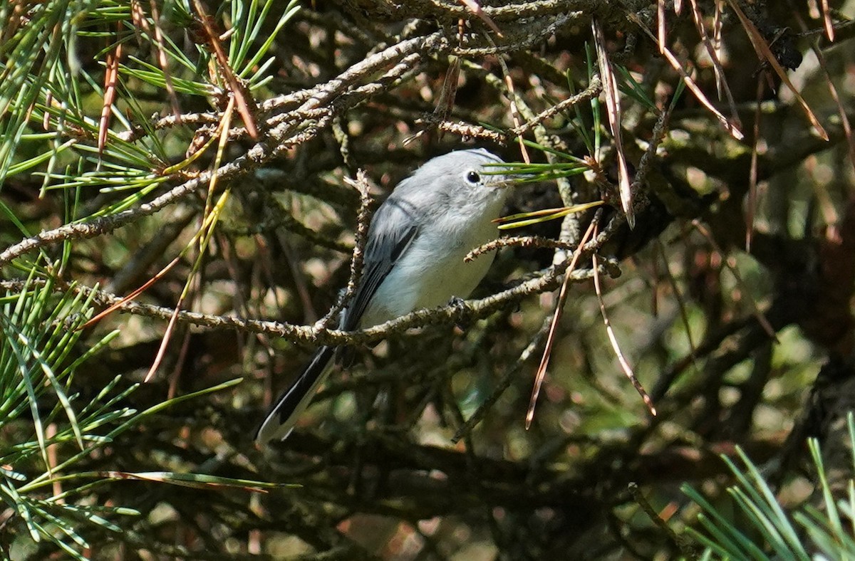 Blue-gray Gnatcatcher - ML602730261