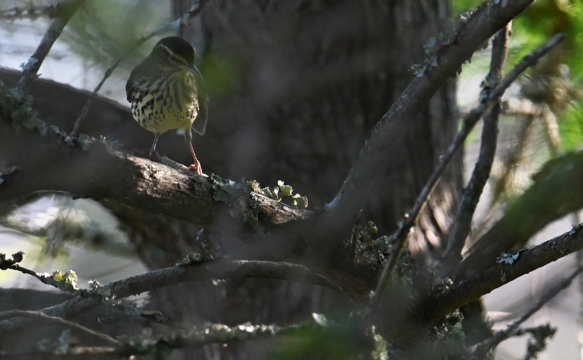 Northern Waterthrush - ML602730391