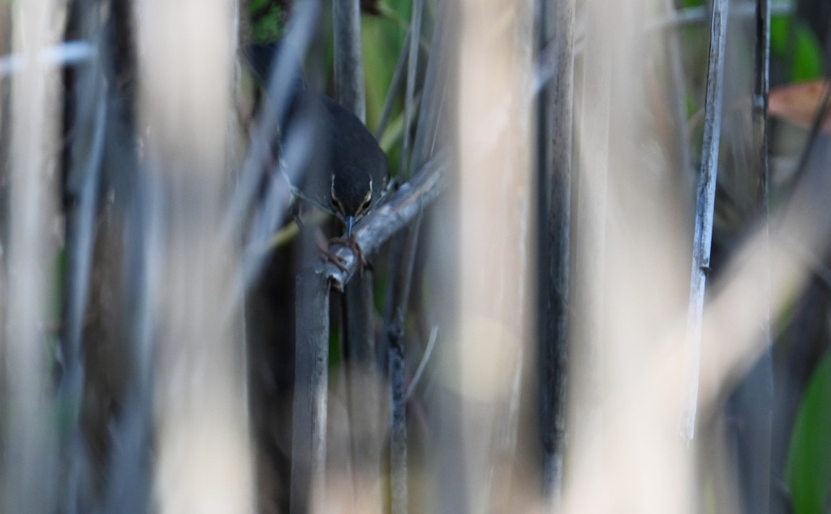 Northern Waterthrush - ML602730561