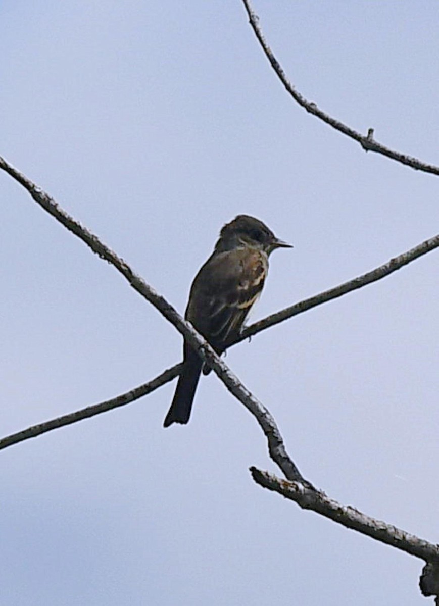 Eastern Wood-Pewee - ML602730581