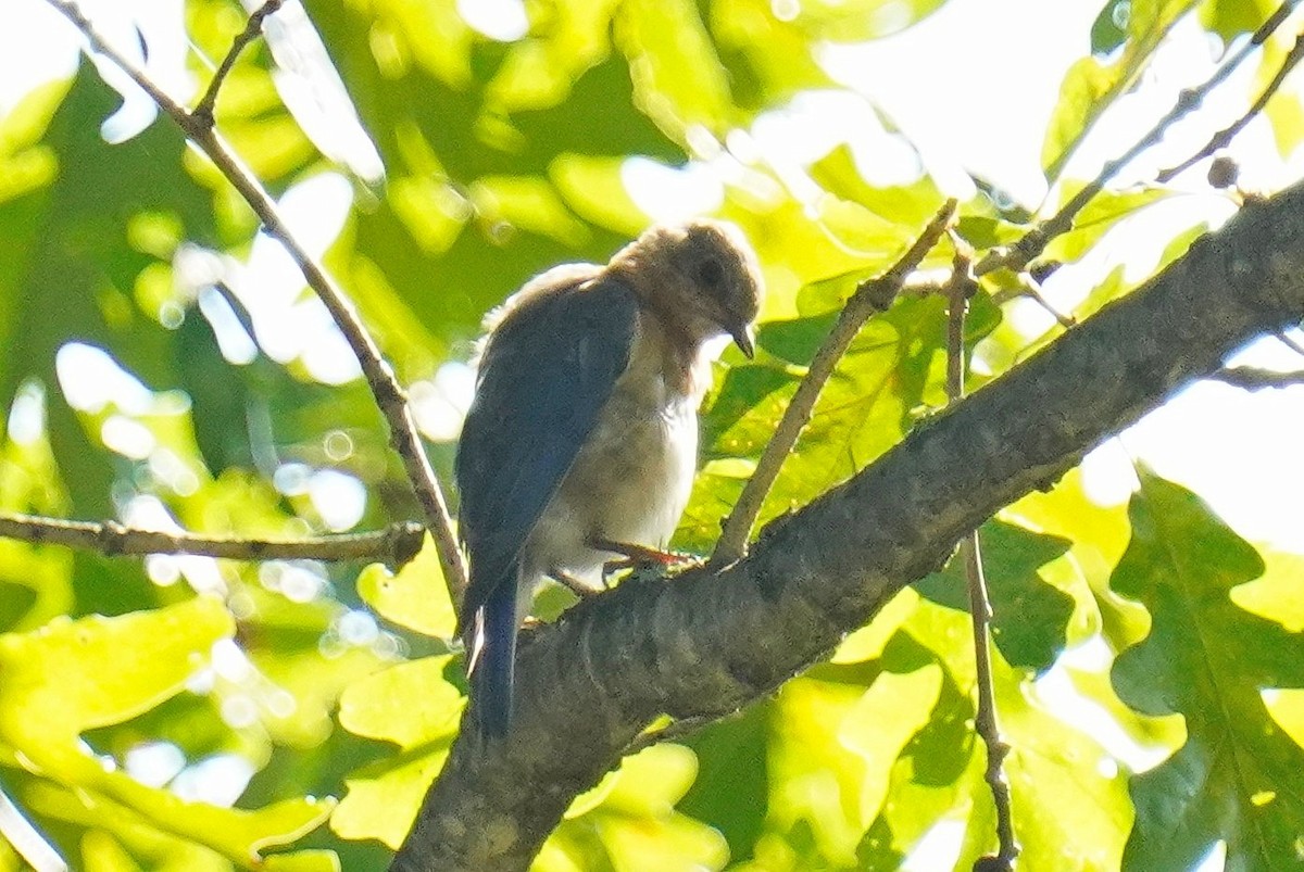 Eastern Bluebird - ML602730631