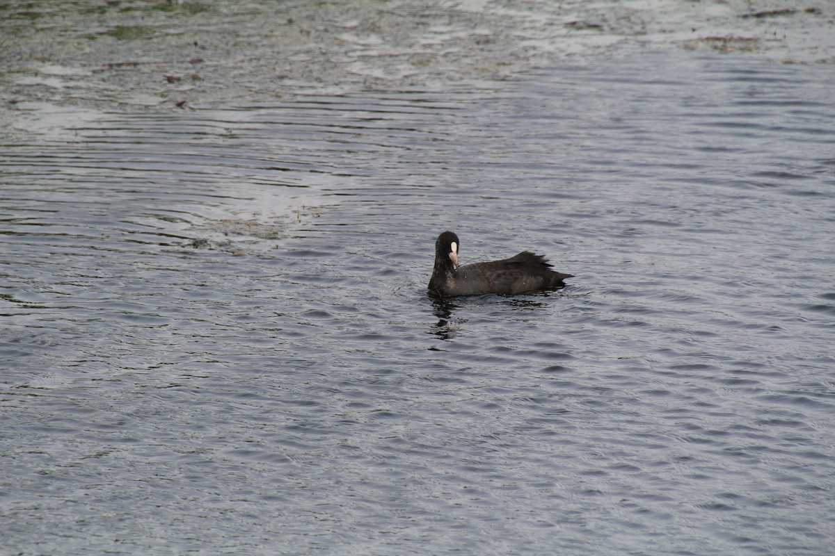 Eurasian Coot - ML602730841