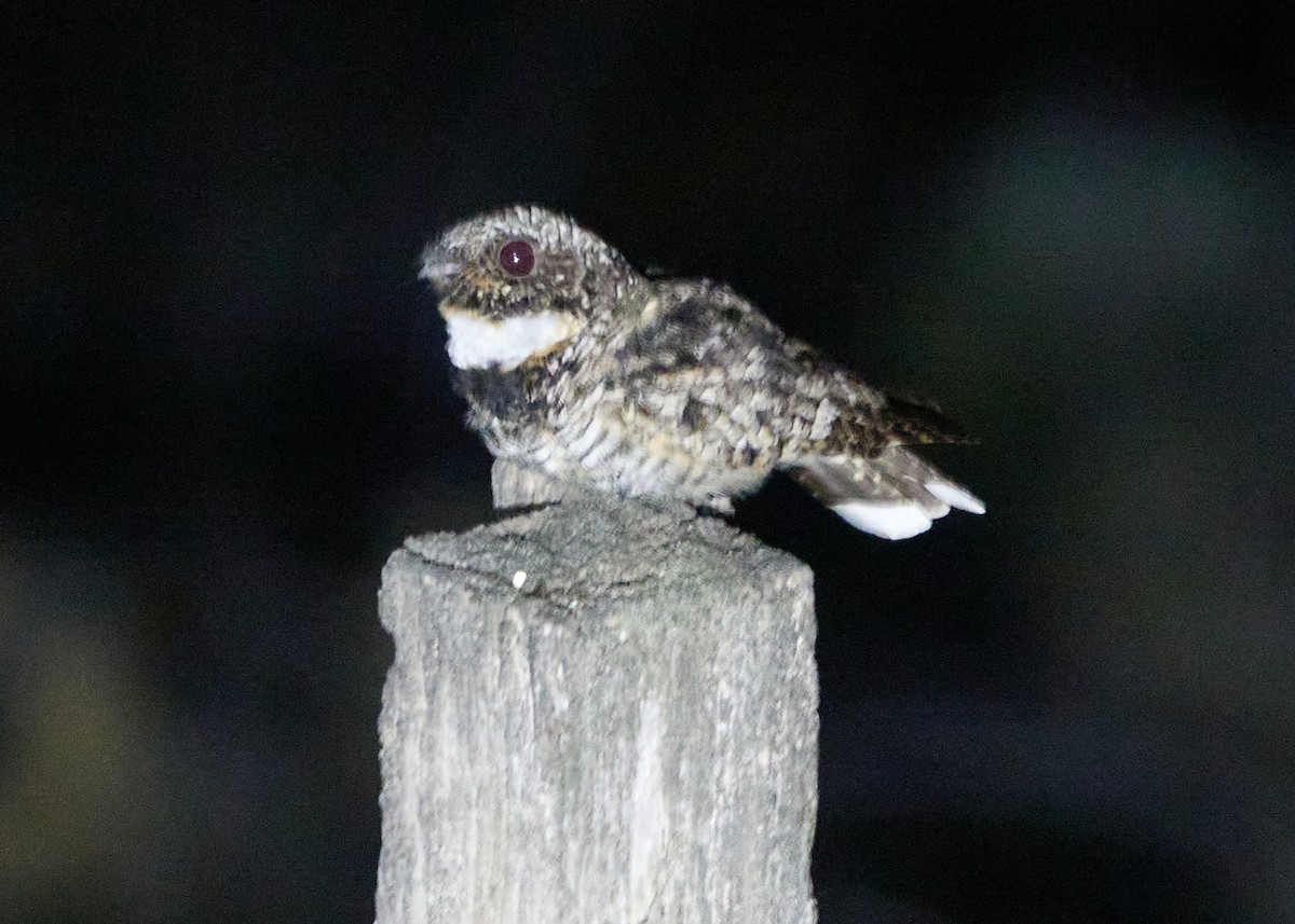 Common Poorwill - ML602731411