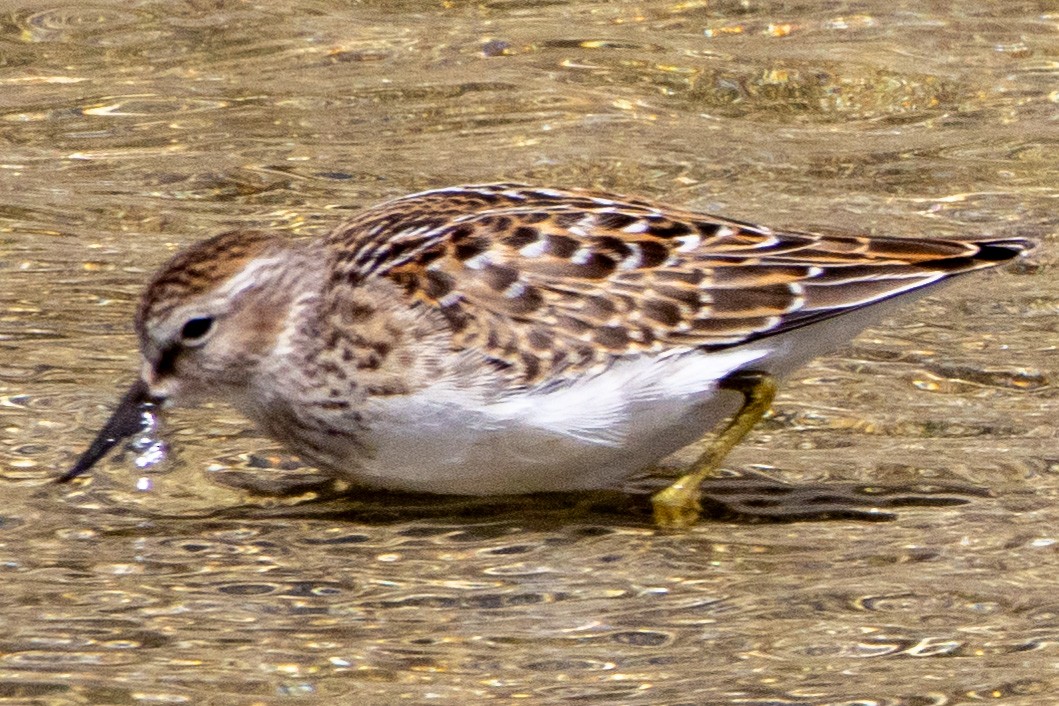 pygmésnipe - ML602731471