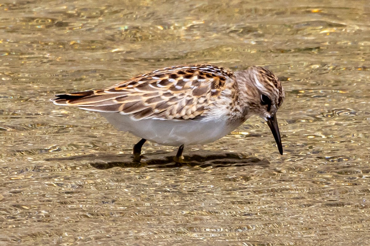 Least Sandpiper - ML602731481