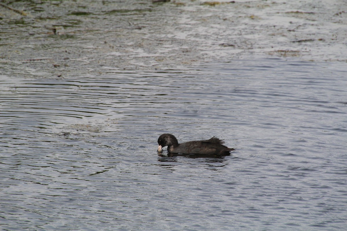 Eurasian Coot - ML602731661