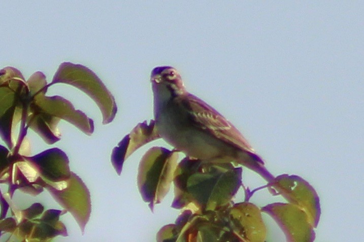 Lark Sparrow - ML602732501