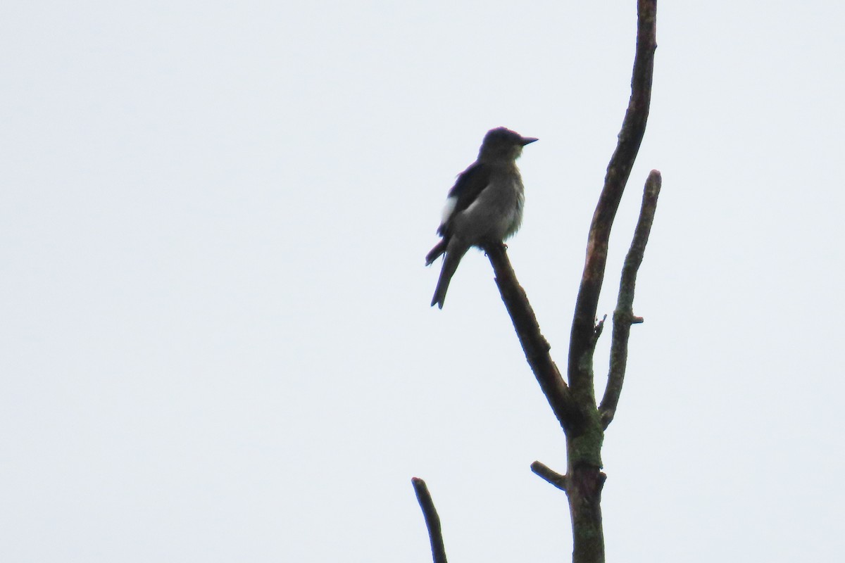 Olive-sided Flycatcher - ML602733481