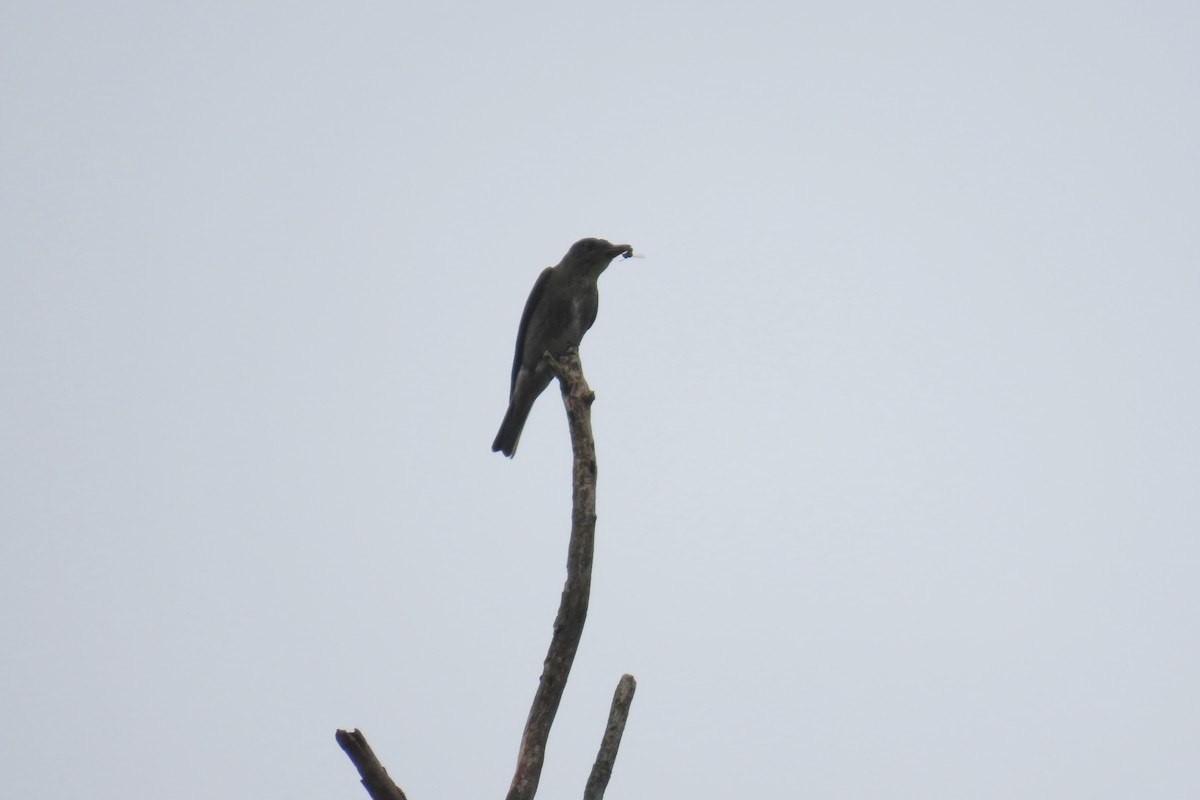 Olive-sided Flycatcher - ML602733491