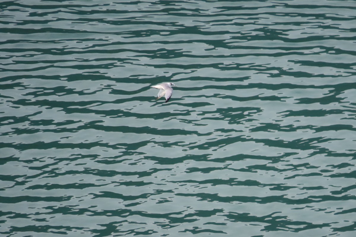 Black-legged Kittiwake - ML602733611