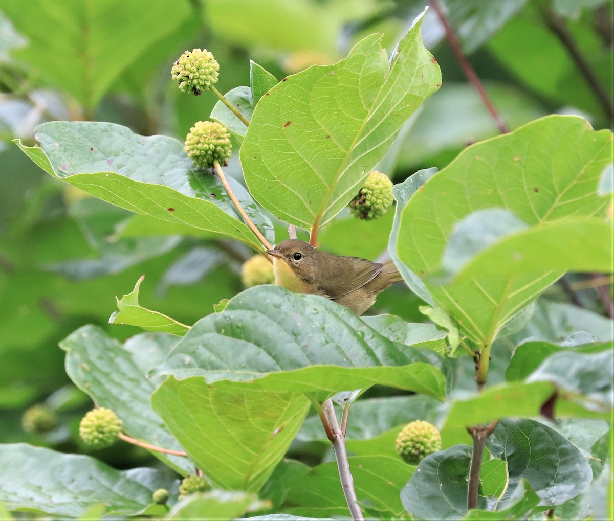 Common Yellowthroat - ML602733851