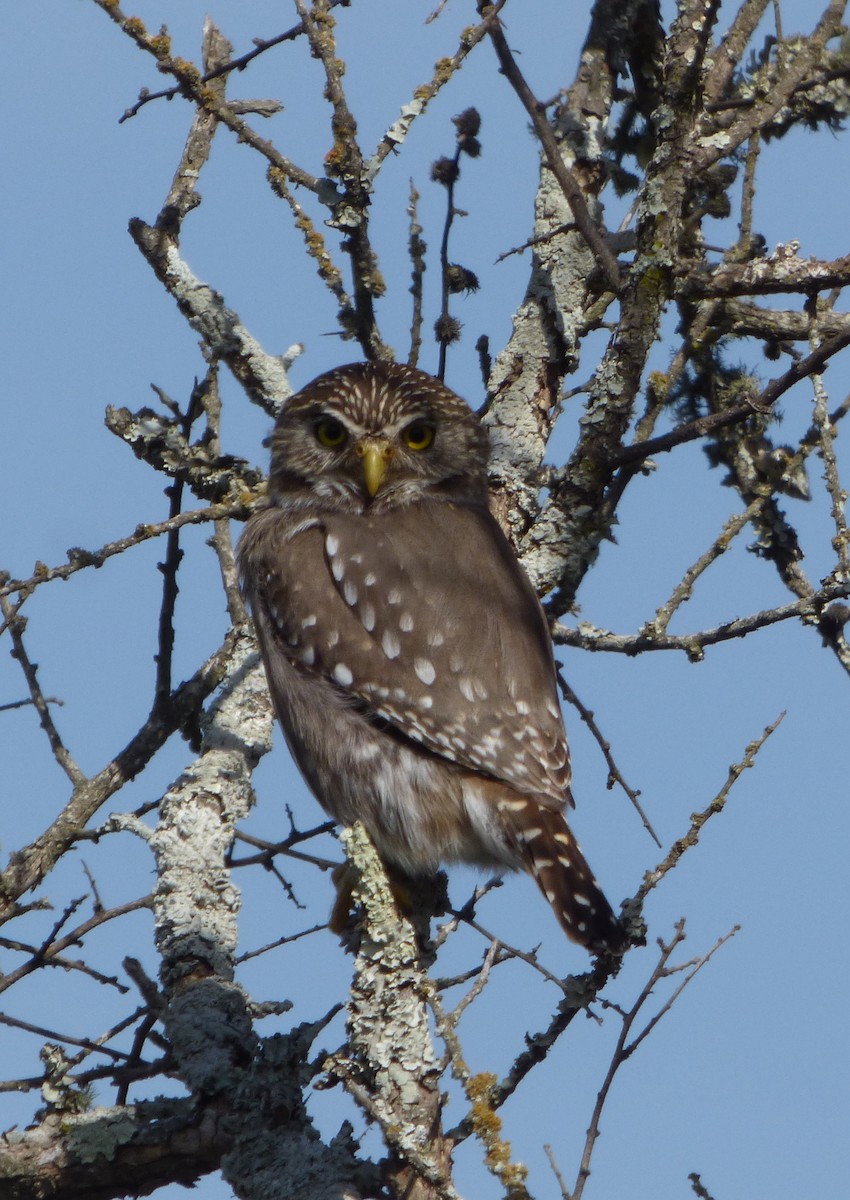 Ferruginous Pygmy-Owl - Pablo Hernan Capovilla