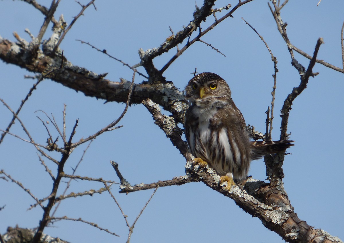 Ferruginous Pygmy-Owl - Pablo Hernan Capovilla