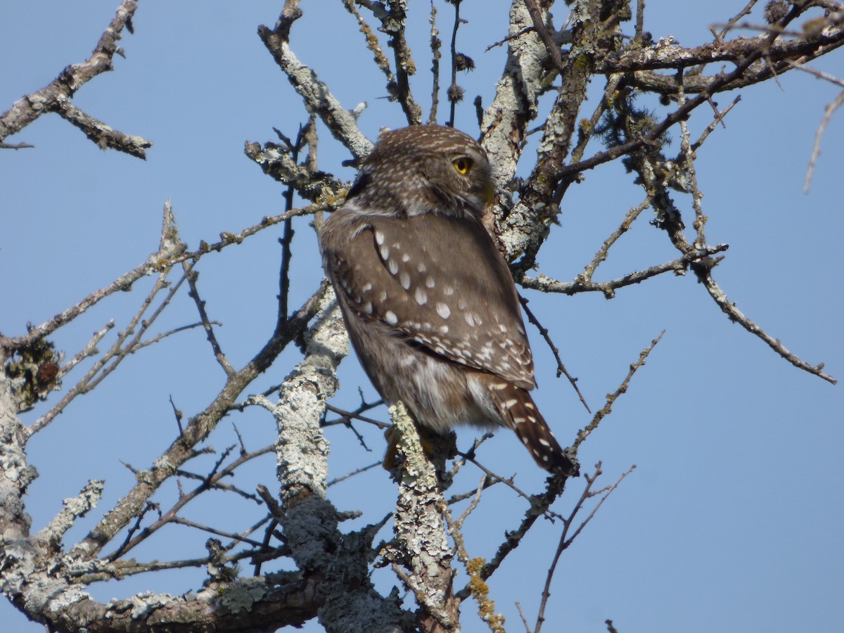 Ferruginous Pygmy-Owl - Pablo Hernan Capovilla