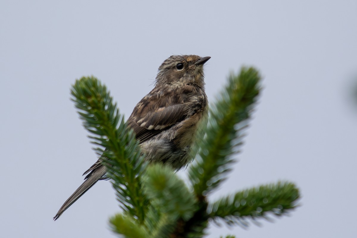 Yellow-rumped Warbler (Myrtle) - ML602734131