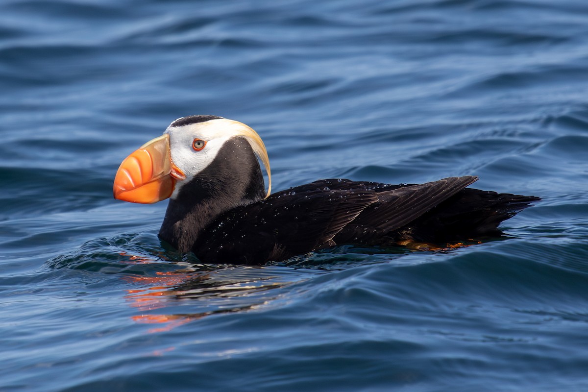 Tufted Puffin - ML602737111