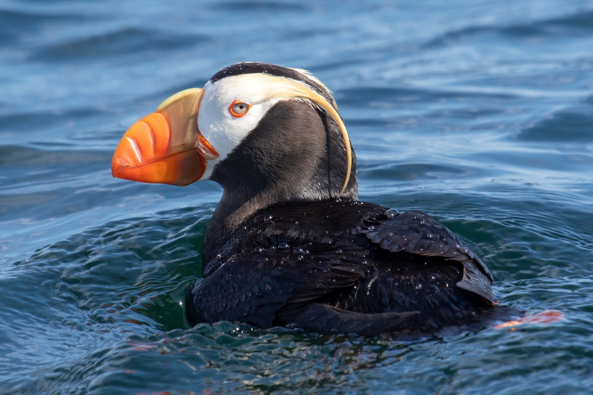 Tufted Puffin - ML602737131