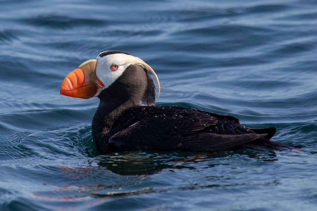 Tufted Puffin - ML602737161