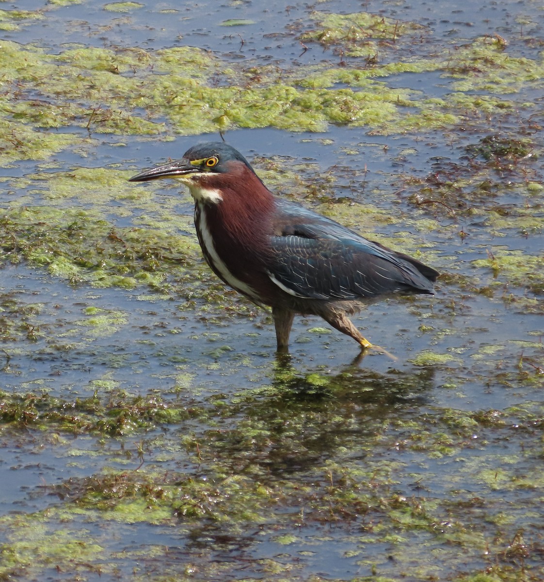 Green Heron - ML602738811