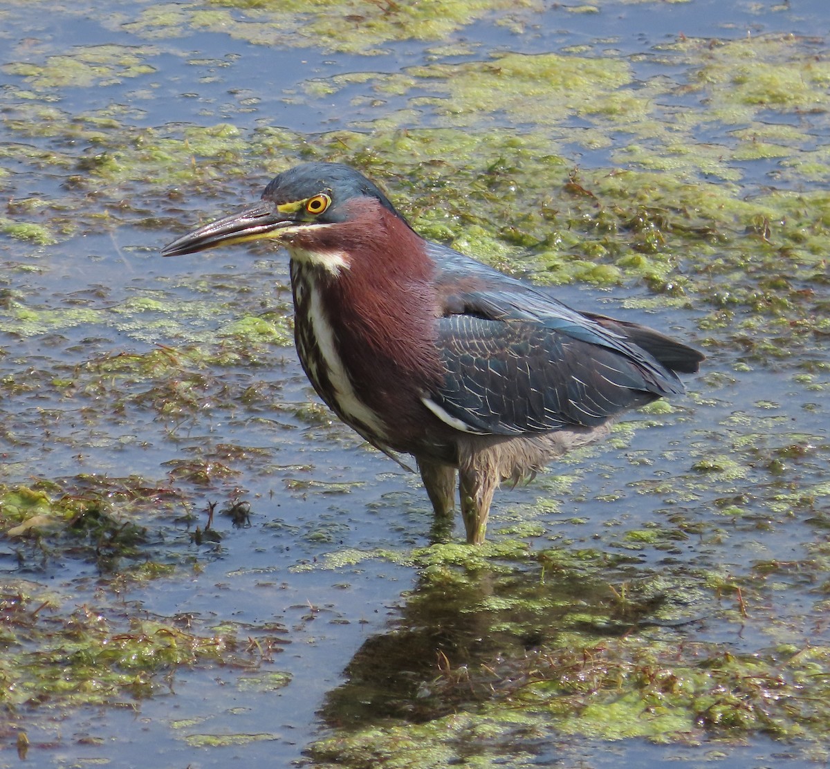 Green Heron - ML602738831