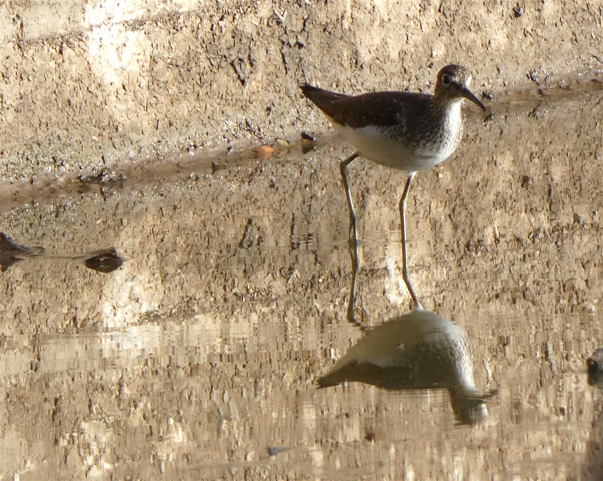 Solitary Sandpiper - ML602739271