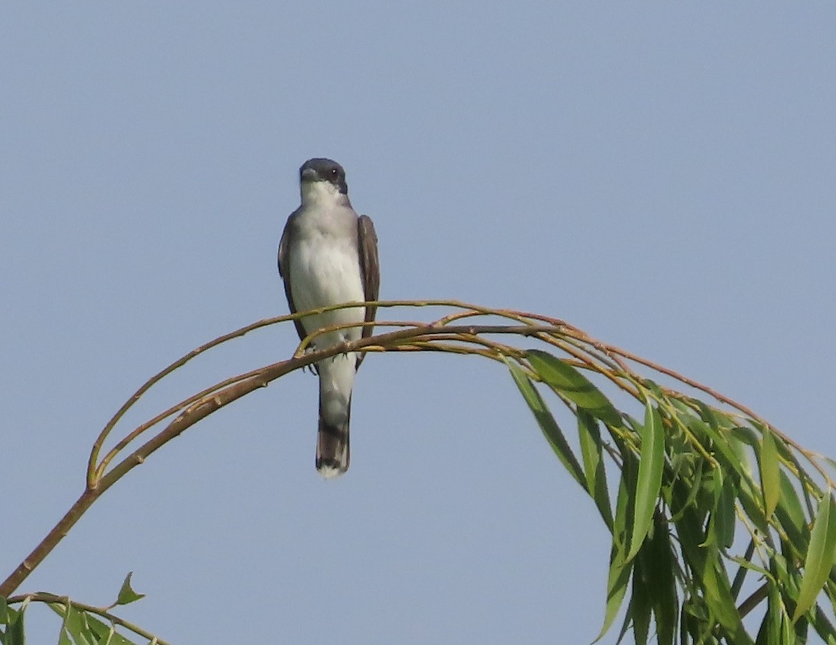 Eastern Kingbird - ML602739281
