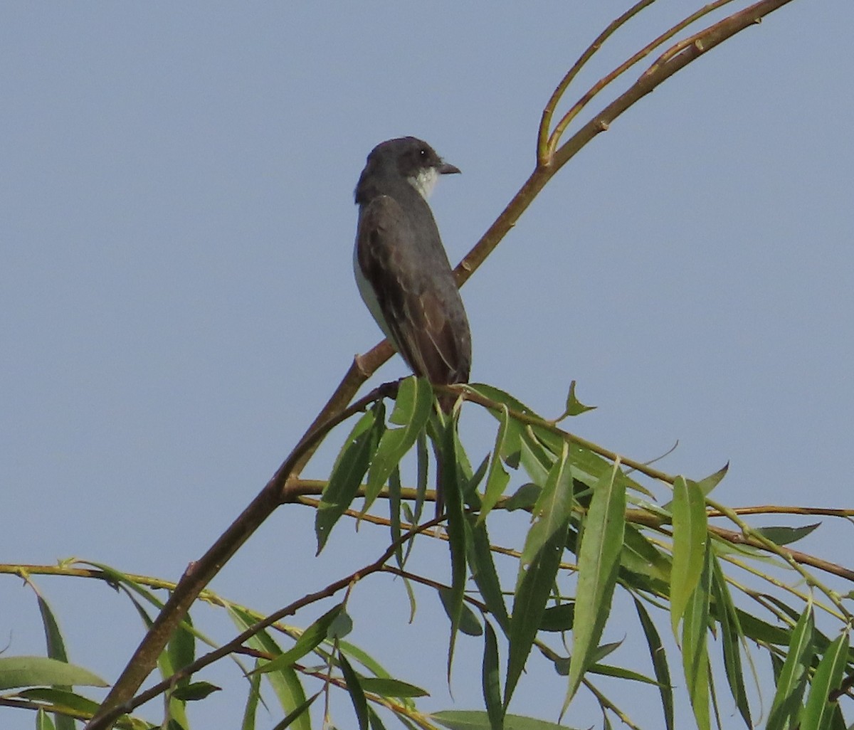 Eastern Kingbird - ML602739291