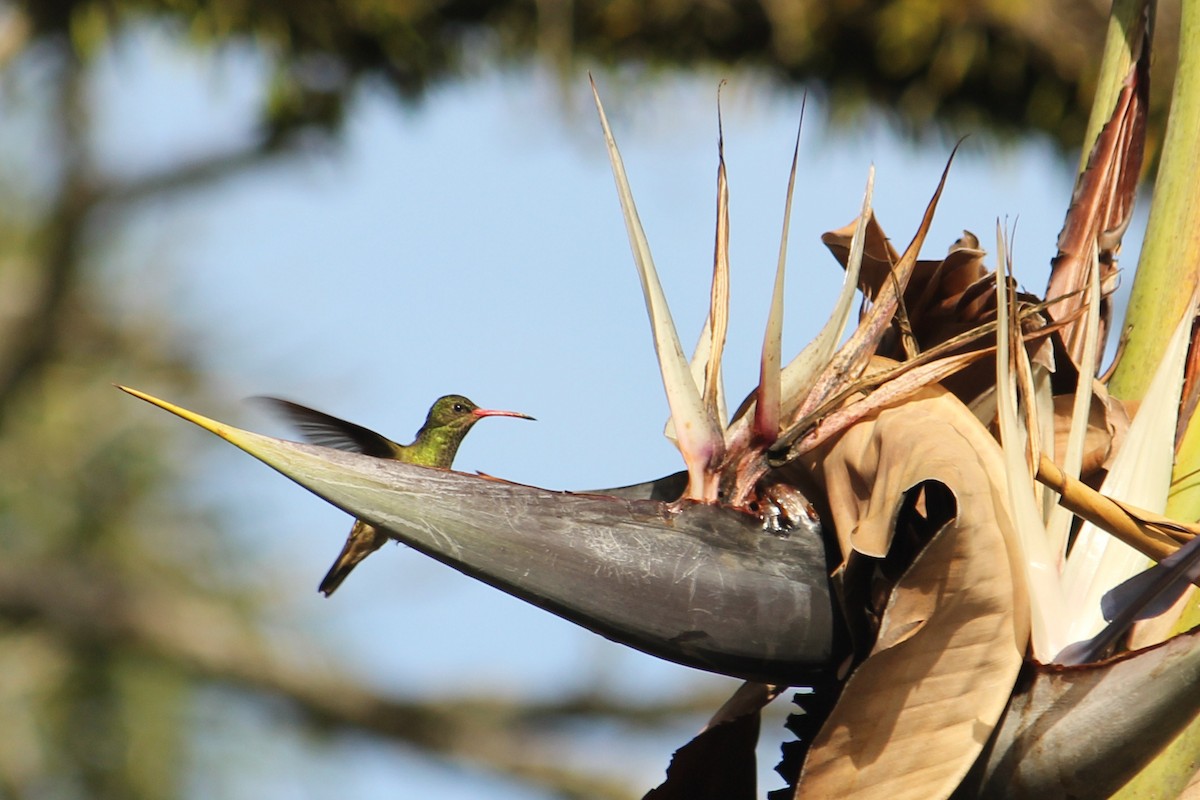 Gilded Hummingbird - Natalia Allenspach