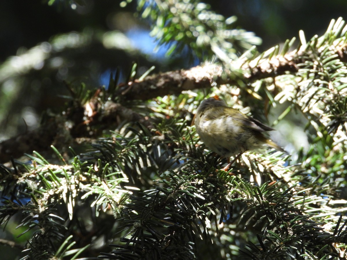 Goldcrest/Common Firecrest - ML602742141