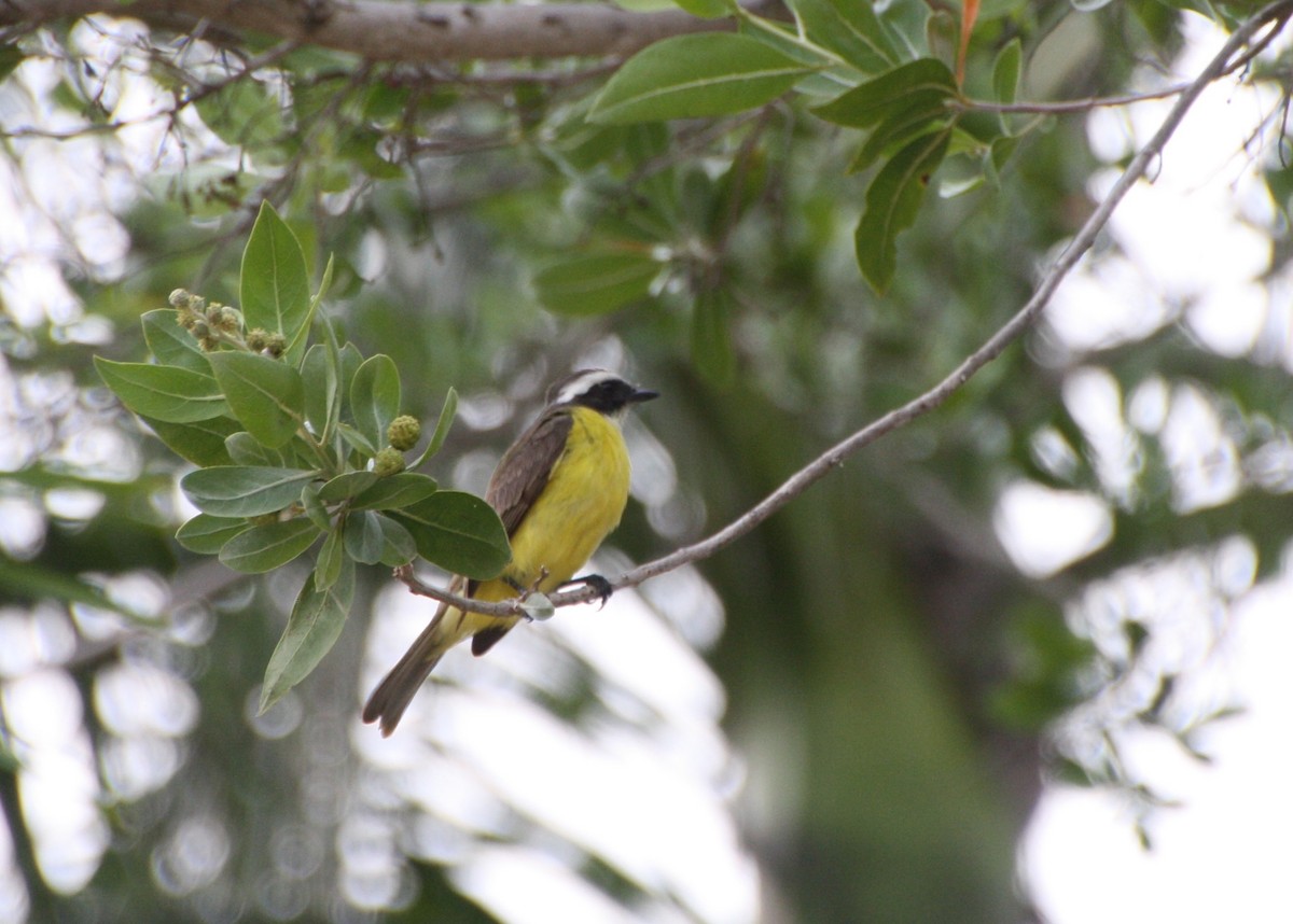 Social Flycatcher - ML60274251