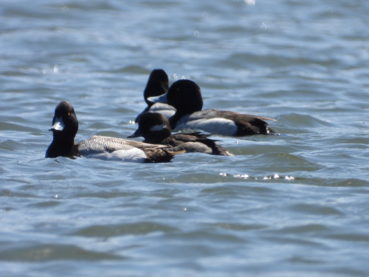Greater Scaup - ML602747171
