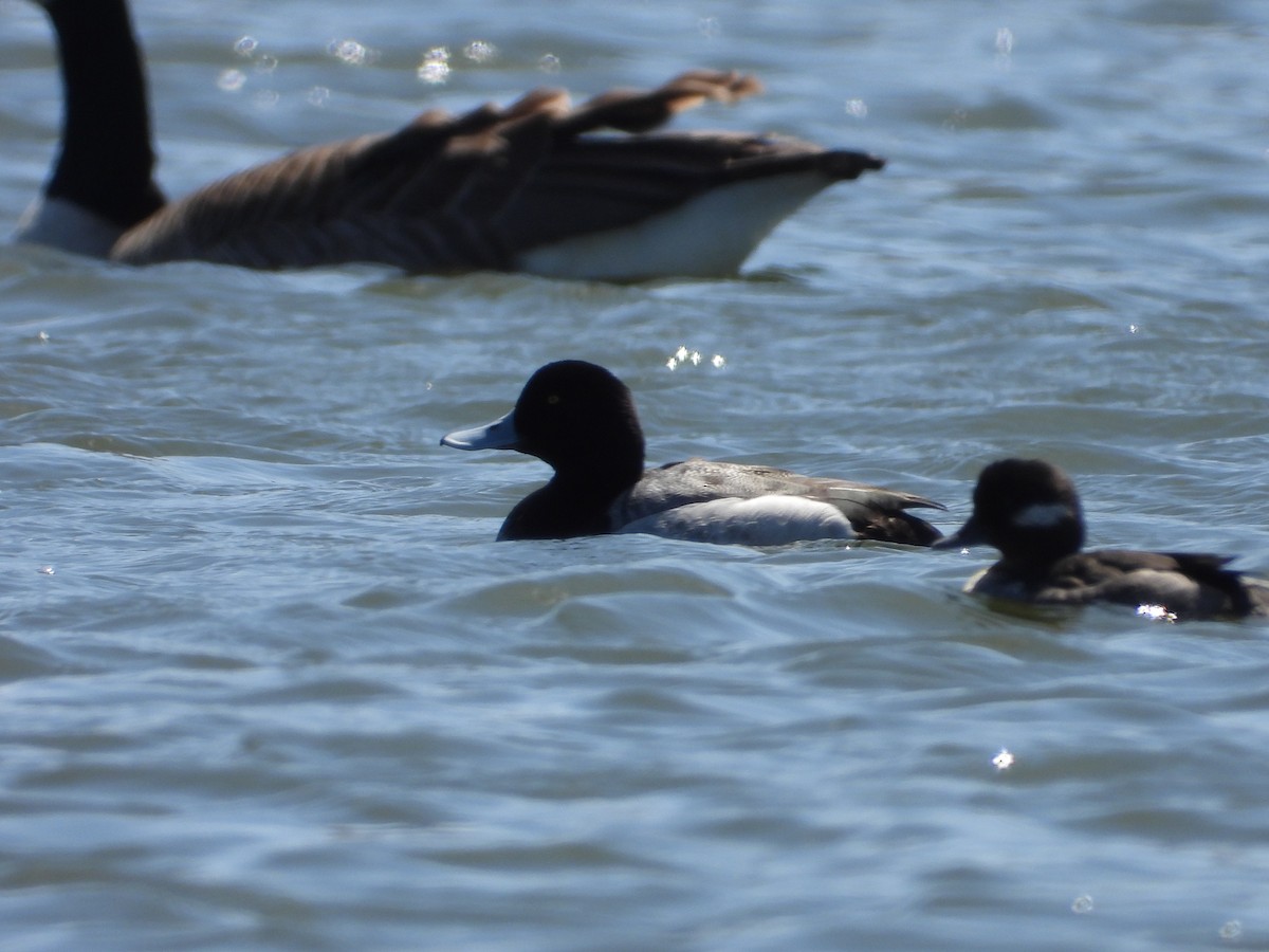 Greater Scaup - ML602747201