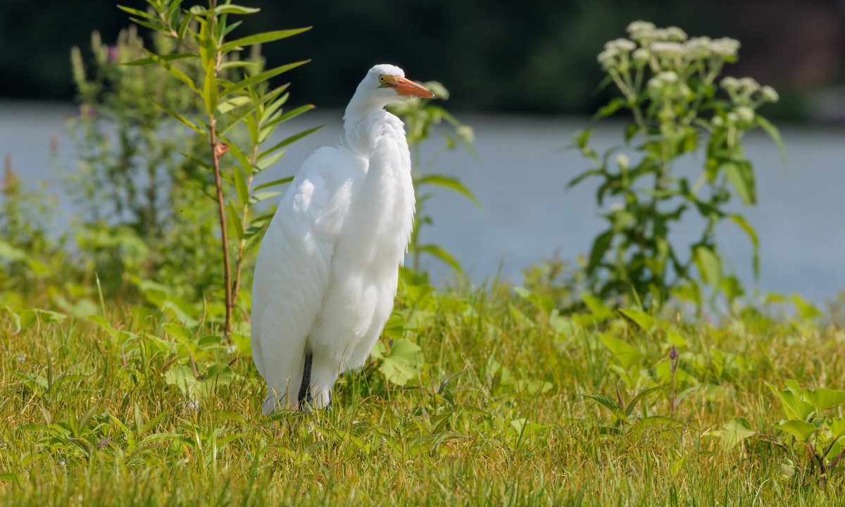 Great Egret - ML602747421