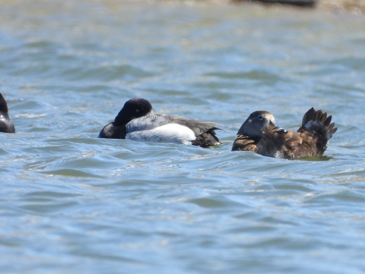 Greater Scaup - ML602747681