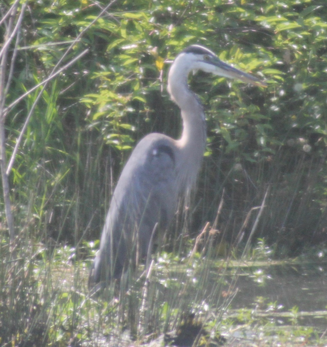 Great Blue Heron - ML602747721