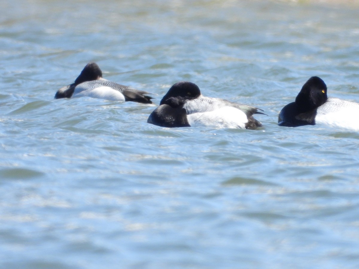 Greater Scaup - ML602747741