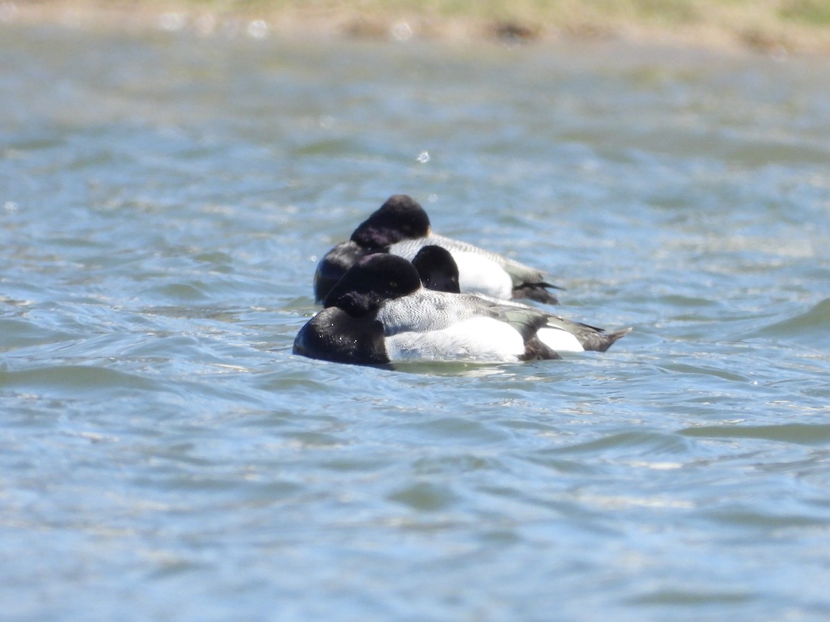Greater Scaup - ML602747751